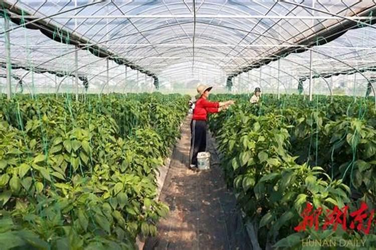 三樱辣椒坐果前打什么药