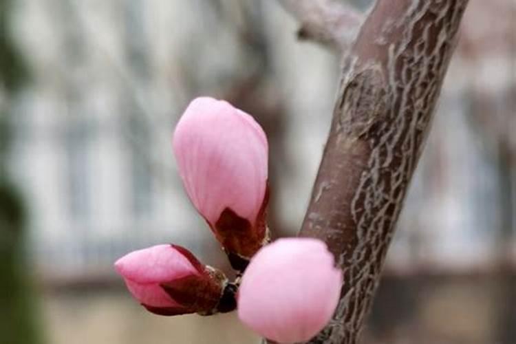 上海大叔打麻将拿蔬菜当筹码,绿色菜在当地有多抢手？