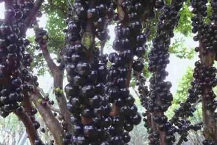 中国西瓜产地排名