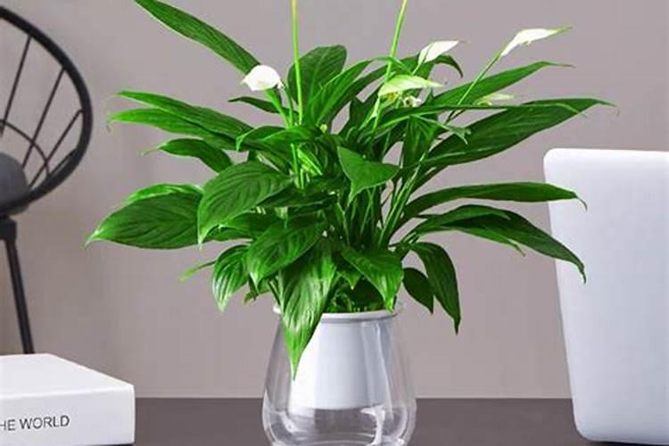 一帆风顺花水养怎么施肥