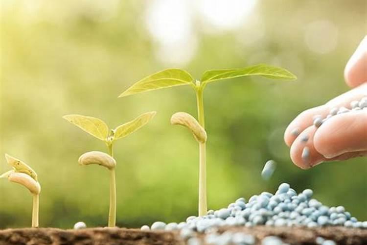 花生病菌清能治花生青枯病