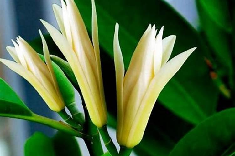 白兰花施什么肥料最好