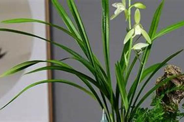 白兰花正常多久施肥
