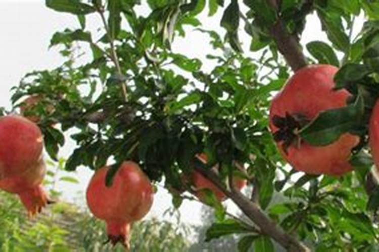 石榴苗怎么栽培