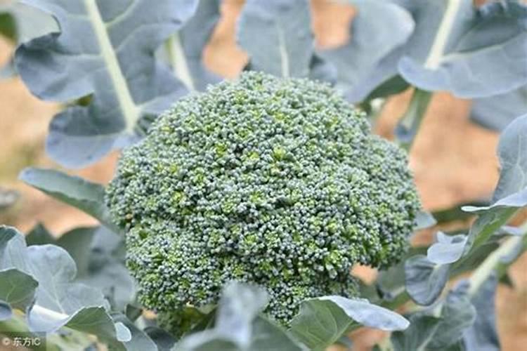 西兰花要施什么肥最好