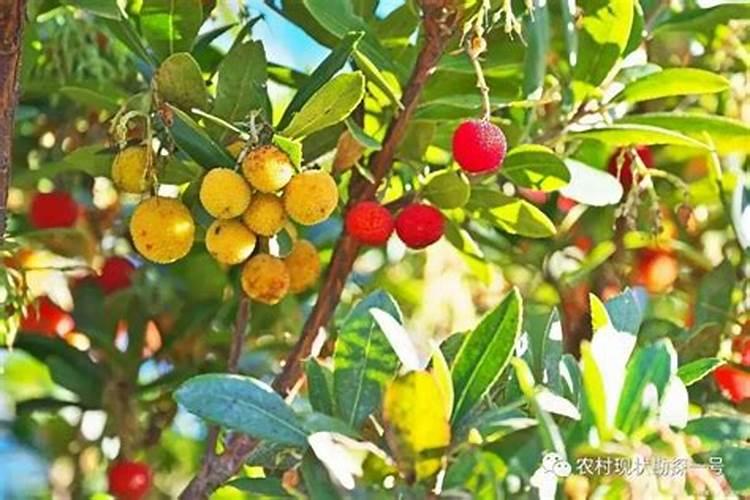 大棚五彩椒坐果后什么时候施肥施什么肥