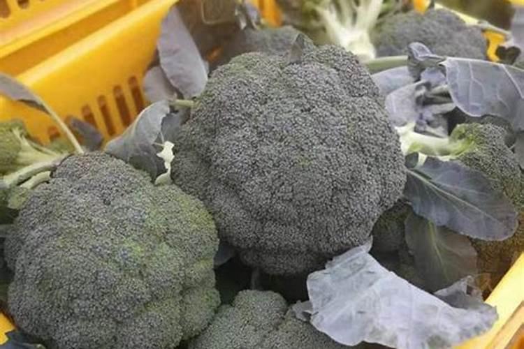 西兰花用什么肥料好