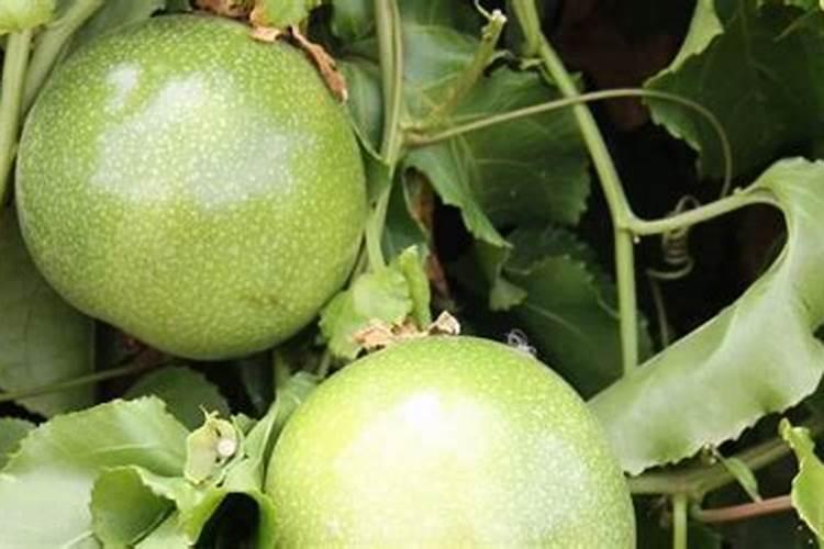 袖珍椰子浇什么肥料合适