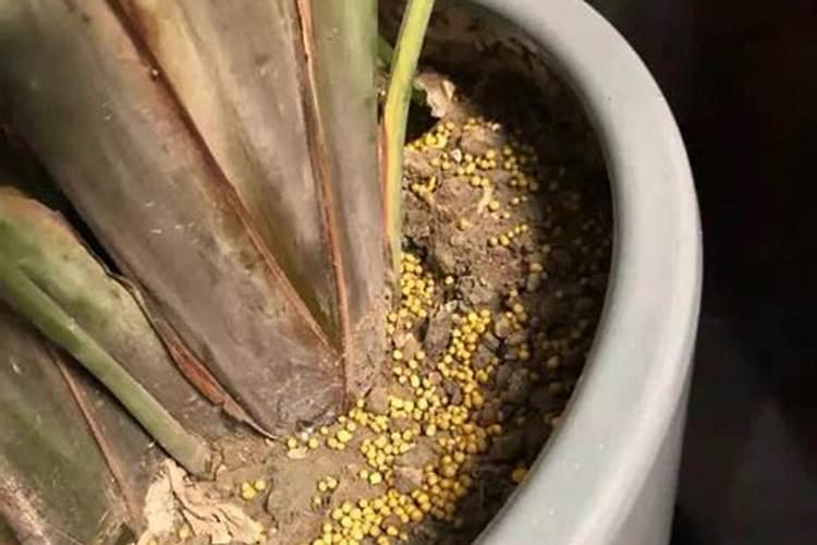 栽花用什么土好