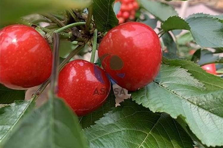 怎样科学地施好农家肥？