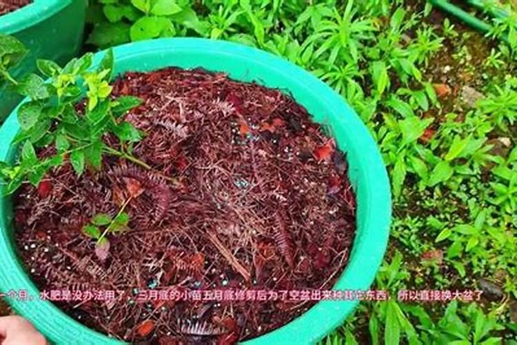 常见的氮肥有哪些,适合哪些植物