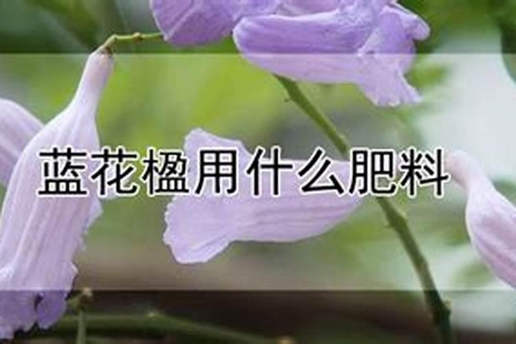 蓝花楹怎么施肥
