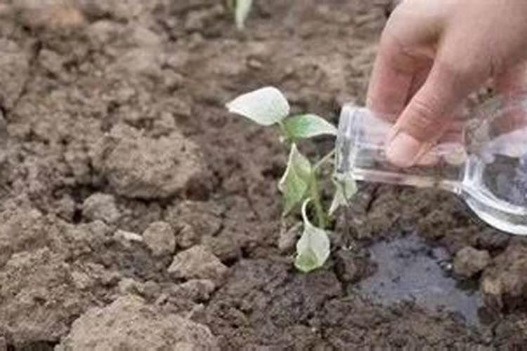 豆粕有机肥有啥优点以及缺点呢