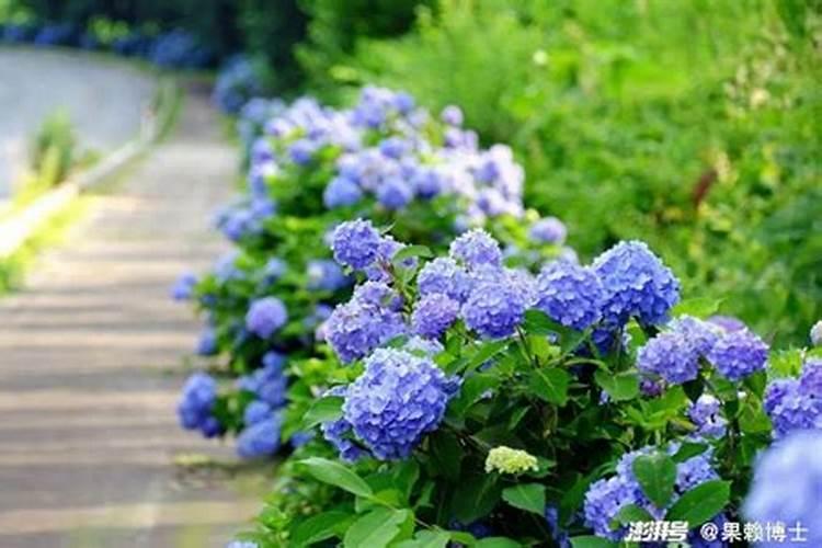 绣球花用什么肥料