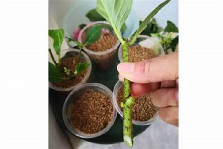 绣球花怎么施肥才能长得好