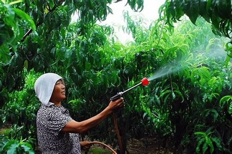 沃柑全年12个月管理及技术,沃柑产地集中在哪里