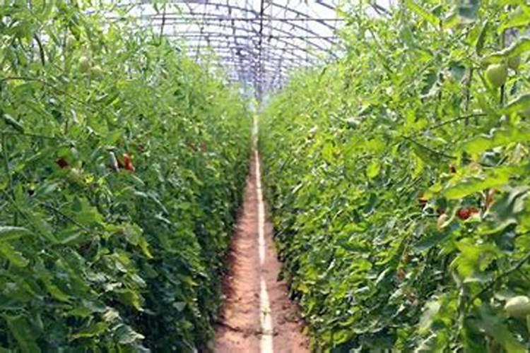 膨果最快的叶面水溶肥方法