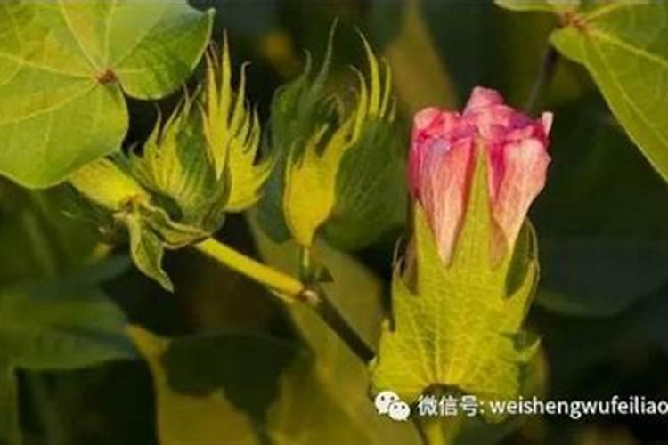 铵态氮适合什么植物吸收