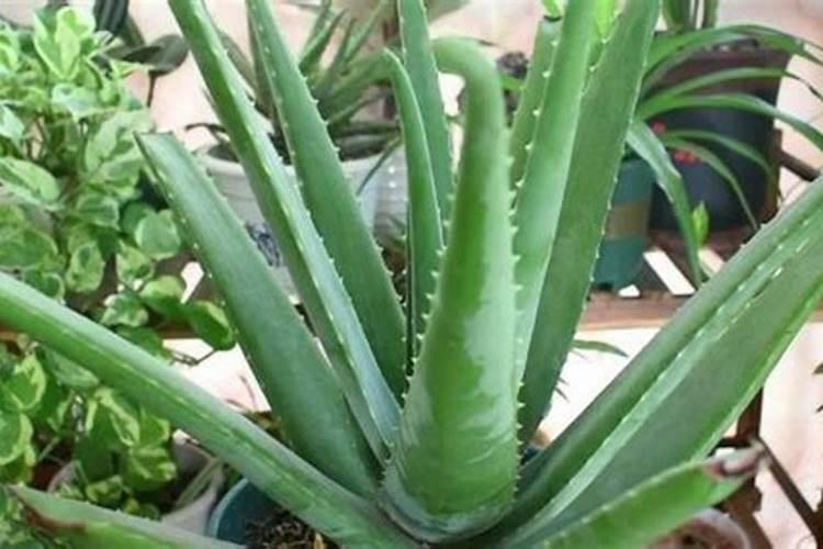 甜菜的种植怎么施肥？