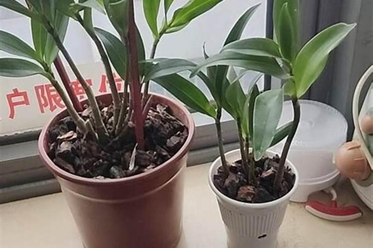 种石斛用什么肥料好？