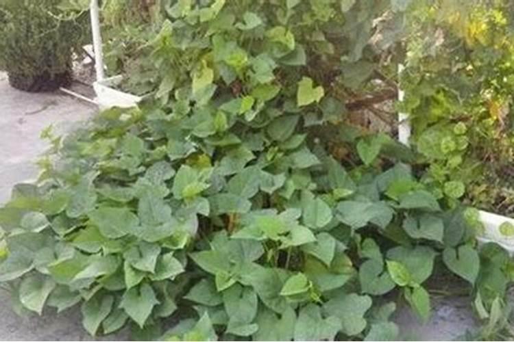 山芋育苗施什么肥料长得快？