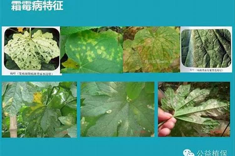 露天种植的西瓜如何避免出现透明果肉现象？