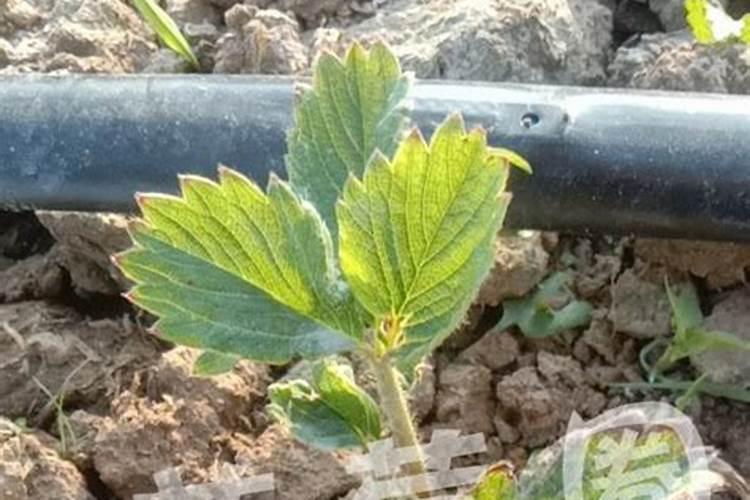 草莓苗长几年可以结果 草莓怎么施肥和浇水