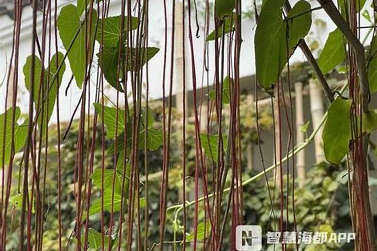 如何让植物在家里墙上