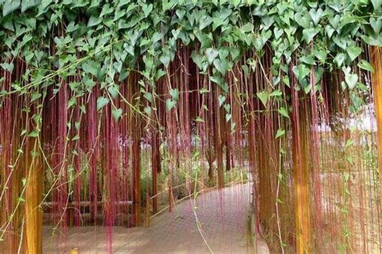 绿植墙养护小知识