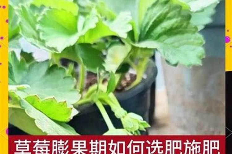太阳花喜肥吗 喜欢施什么肥料