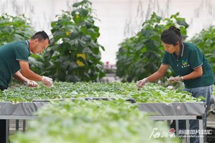 种植黄瓜使用喜满地水溶肥可以吗？