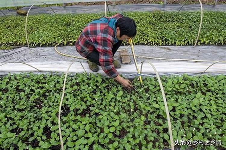生根粉兑水浇移栽的植物可以么 生根粉兑水可以浇移栽的植物吗