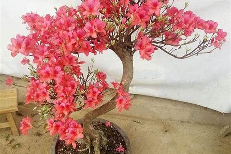 杜鹃花开完花之后的修剪方法？