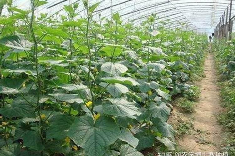 葫芦的种植和管理方法