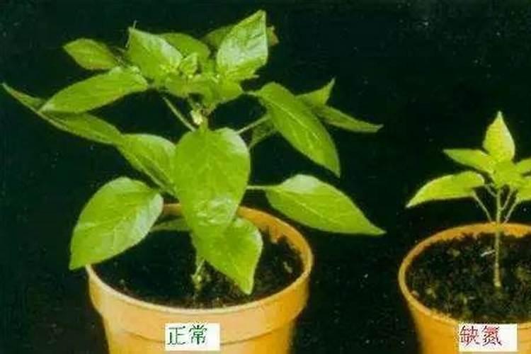 百香果幼苗施什么肥料
