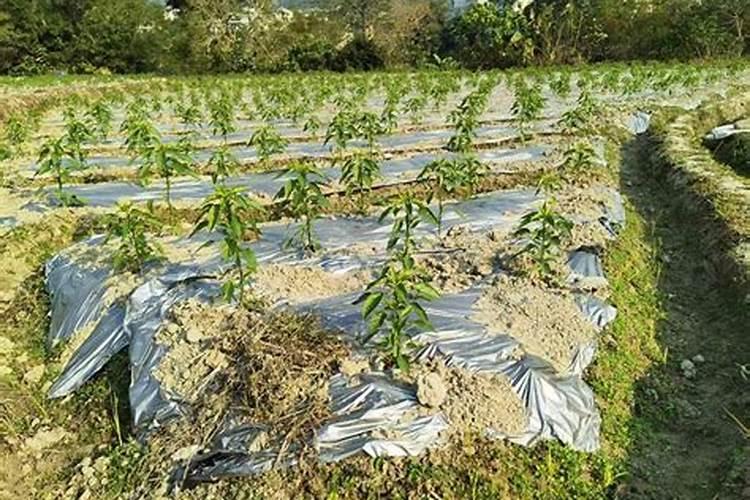 水溶肥和水溶肥料的区别