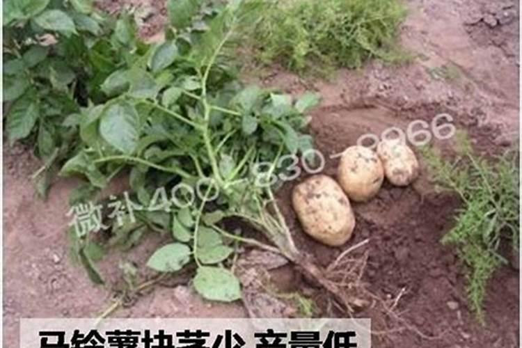马铃薯种植该如何施肥？最好是施什么肥？