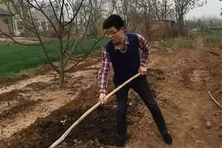 桃树用什么肥料好 秋季如何合理施肥