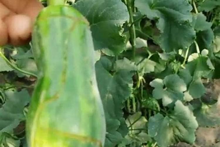 甜瓜膨大期的施肥方法