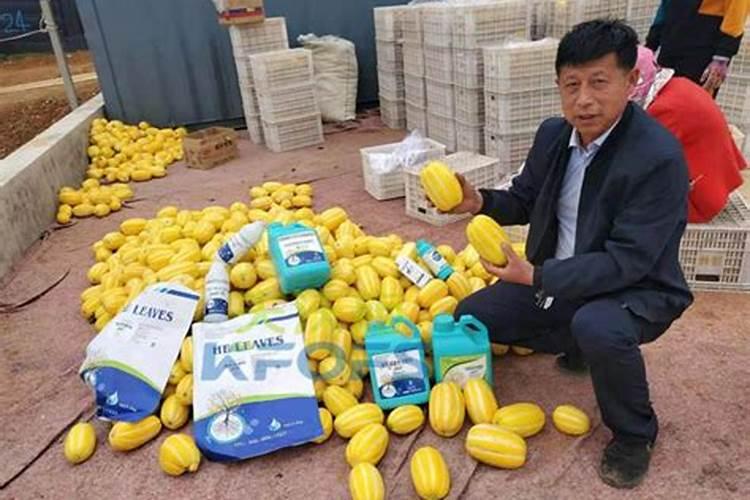 甜瓜定植后怎样施增甜肥效果好