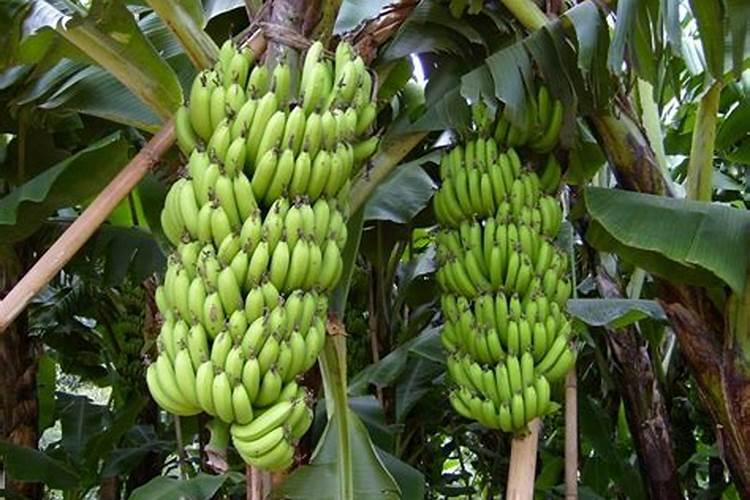 用香蕉皮泡水浇花水可以长时间存放吗？
