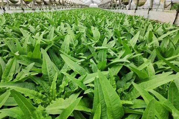 种植专用EM菌液如何灌根和做叶面肥