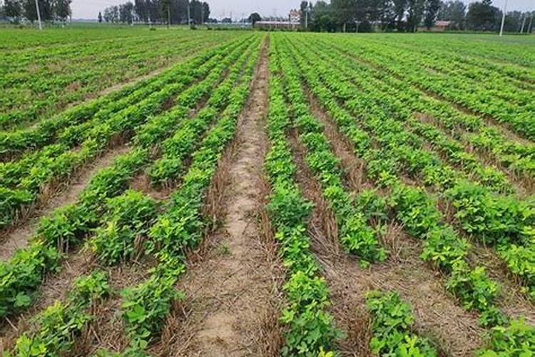 花生追肥用复合肥还是尿素 用什么肥料最好