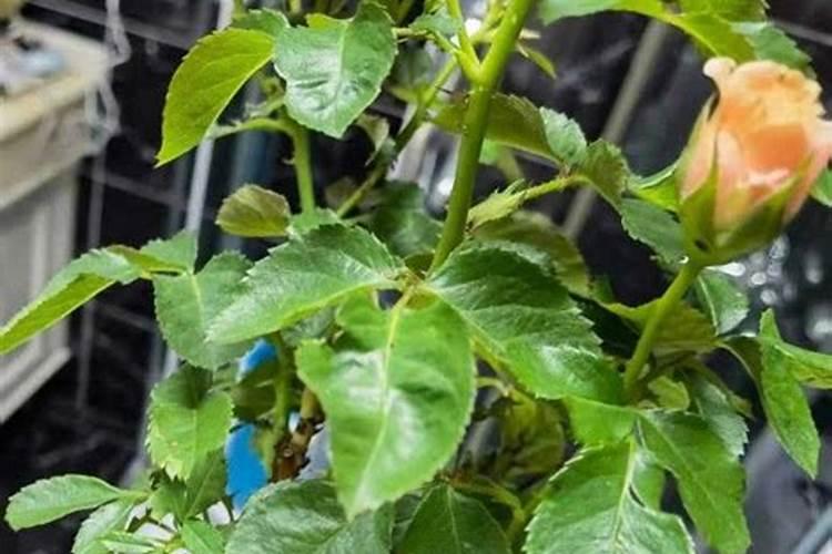 月季花施肥方法怎样给月季花施肥