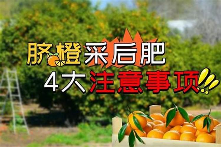 葡萄柚,脐橙摘果后用什么肥料比较好？