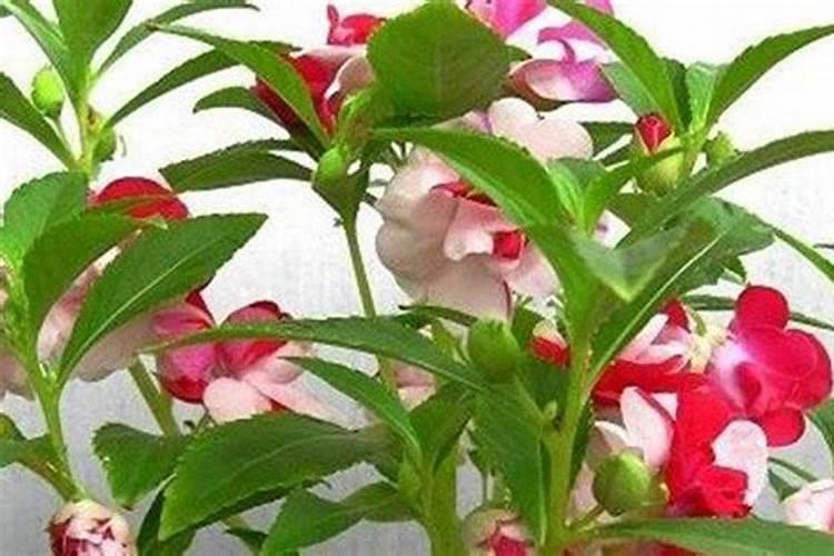 凤仙花施肥方法及注意事项