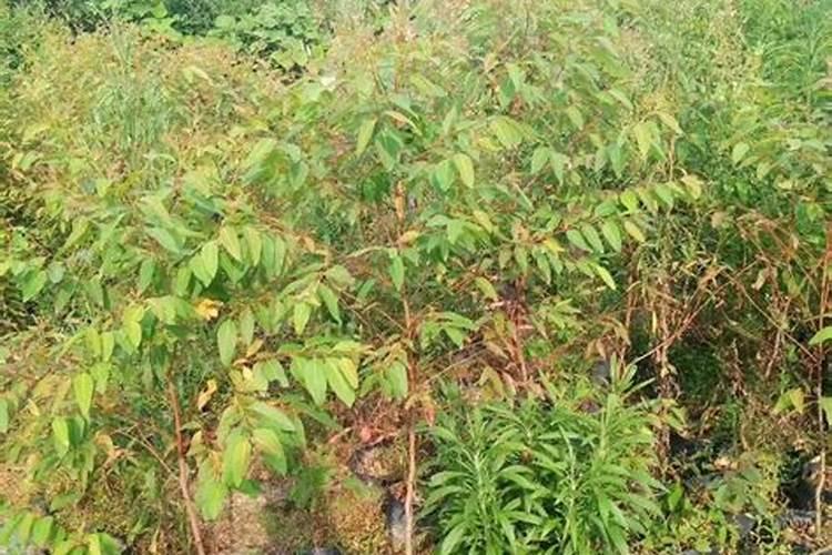 桉树专用肥哪个牌子好