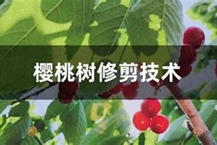 四月份樱桃树用什么肥料好