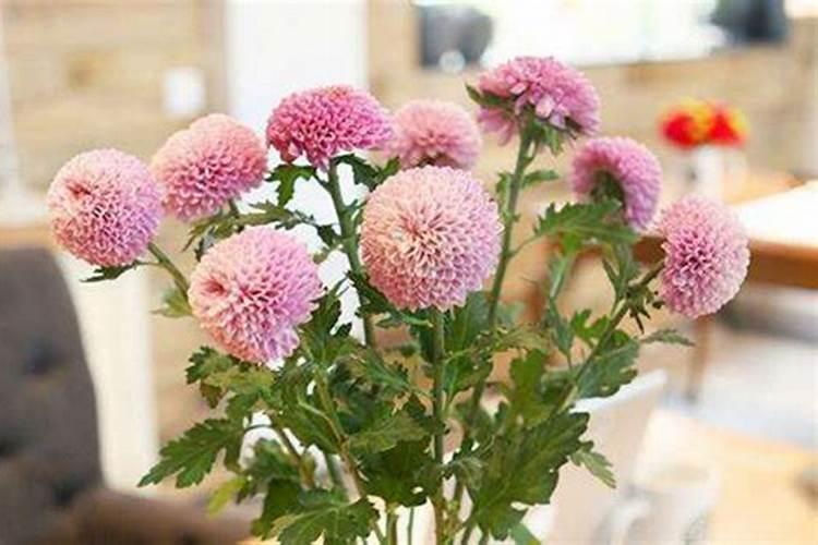 乒乓菊一年开几次花(乒乓球菊的繁殖和养护)