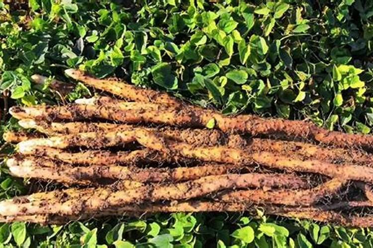铁棍山药种植方法